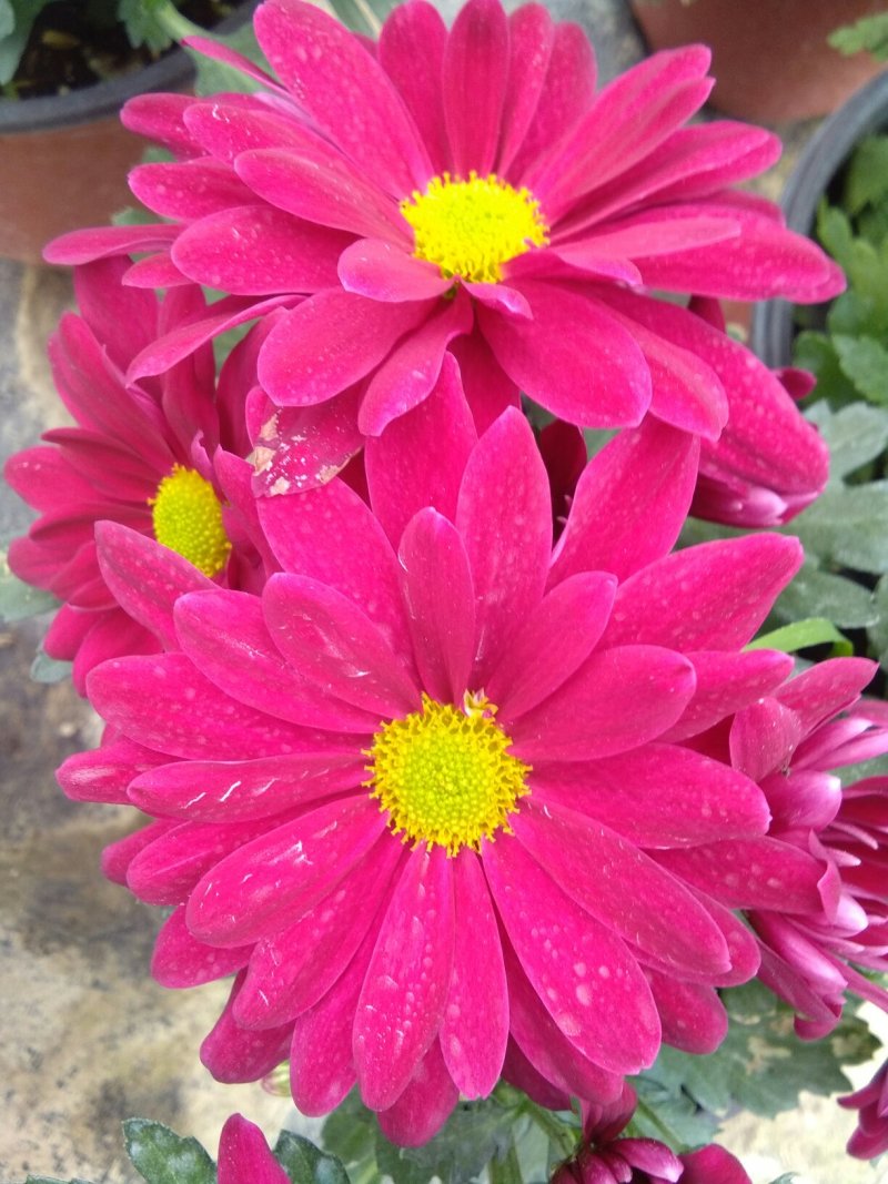 菊花