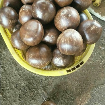 椰皇
