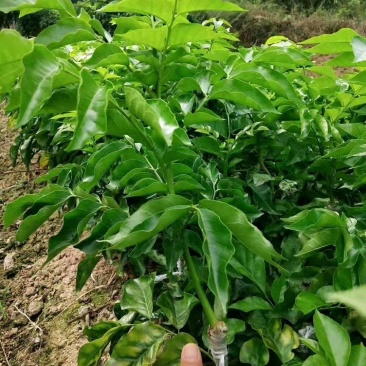 紫肉黄皮苗树苗