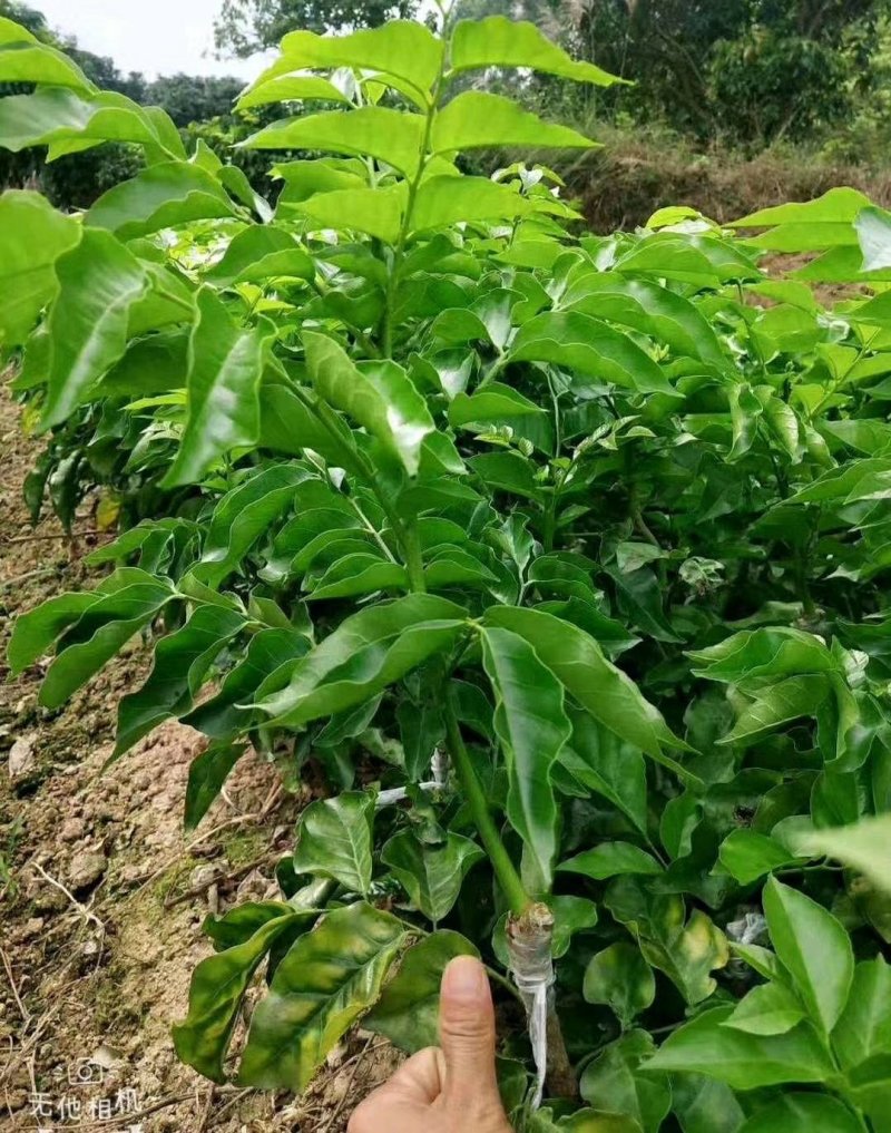 紫肉黄皮苗树苗