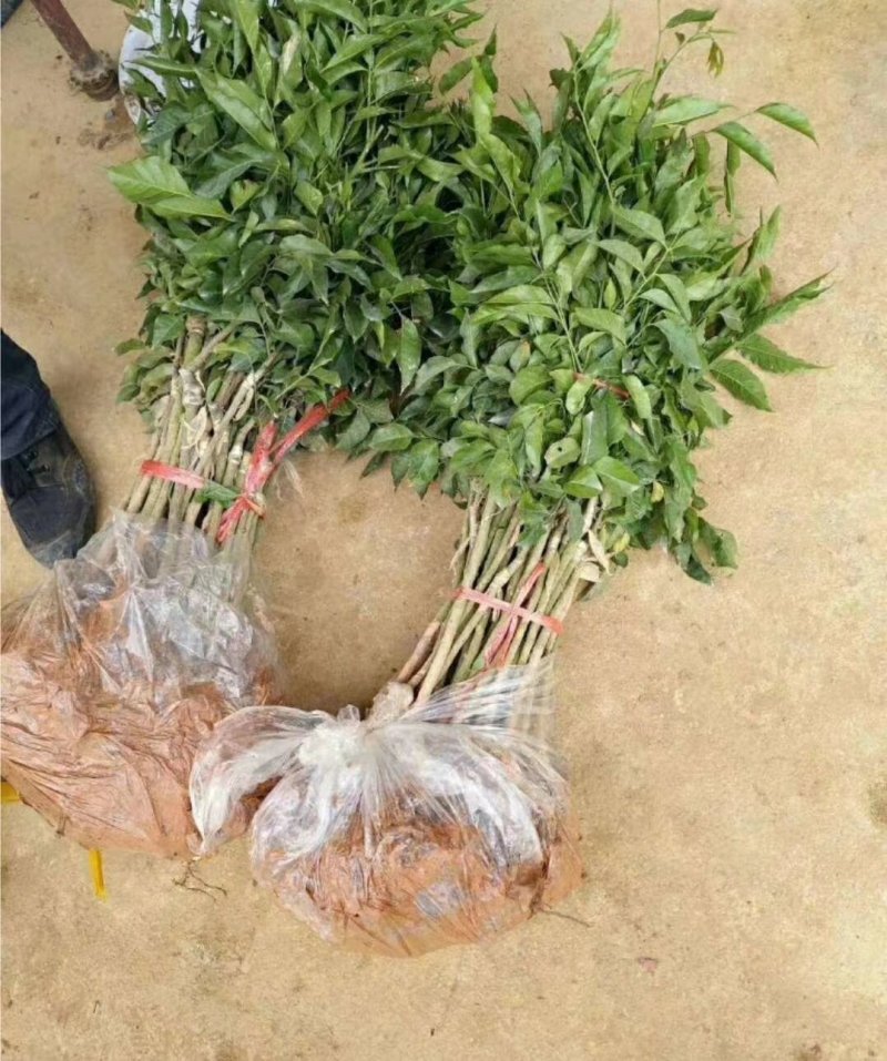 紫肉黄皮苗树苗