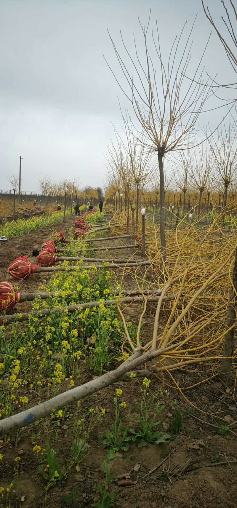 苗圃出售：3-10cm黄金槐