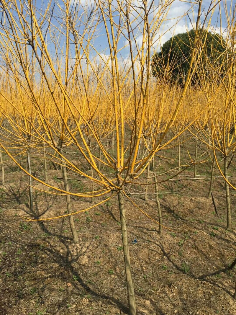 苗圃出售：3-10cm黄金槐