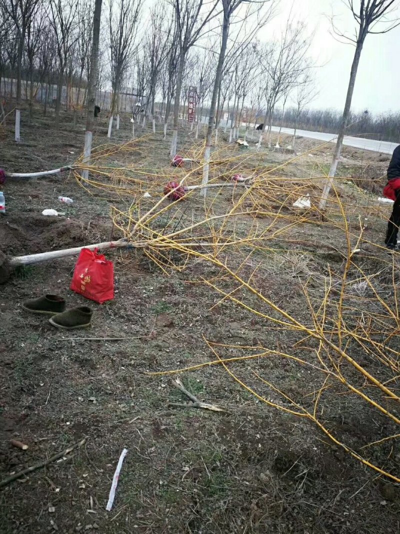 苗圃出售：3-10cm黄金槐