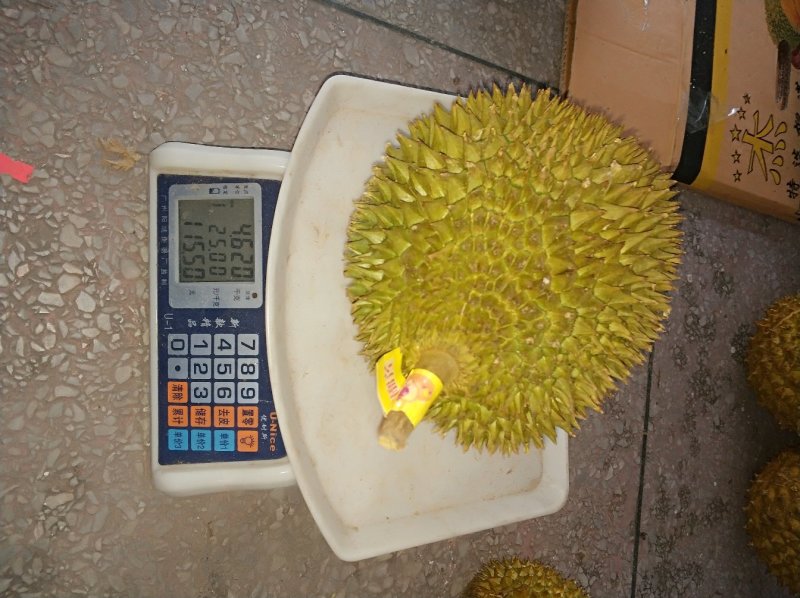 甲仑榴莲