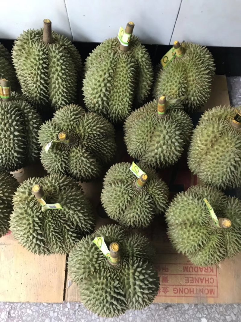 甲仑榴莲