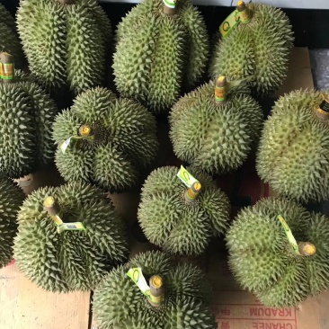 甲仑榴莲