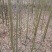 无患子(各种规格树苗，种子量大)