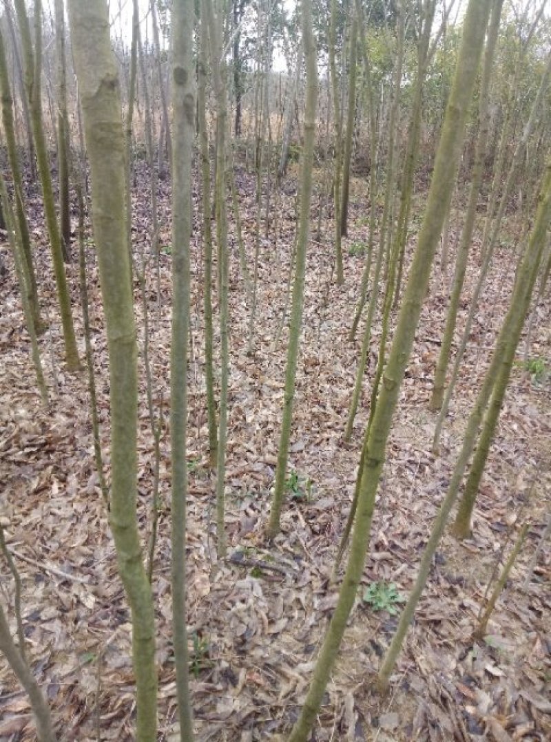 无患子(各种规格树苗，种子量大)