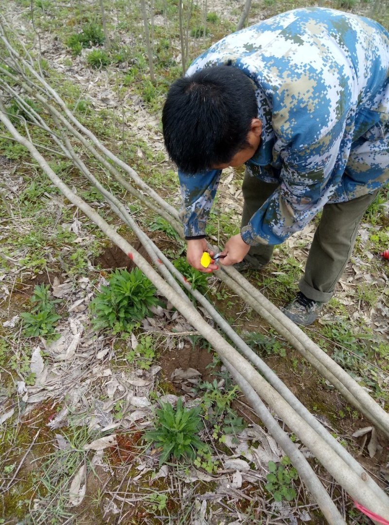 无患子(各种规格树苗，种子量大)