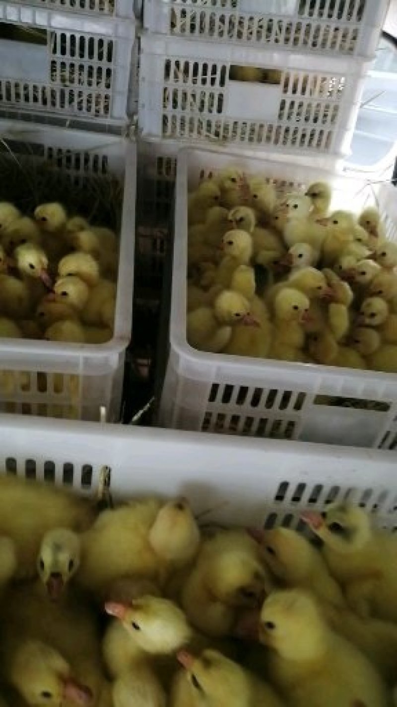 （成活率高）大品种鹅苗大三花优质鹅苗孵化场供货一手货源