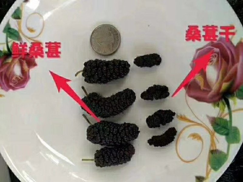 盐边鲜桑葚，桑葚干，一件代发，代办整车，冷链批发
