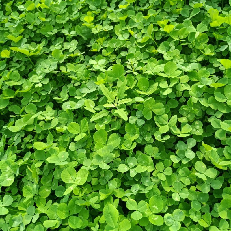 绿化三叶草营养杯苗绿色草坪幸运草多少钱