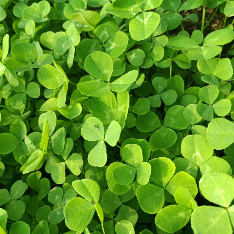 绿化三叶草营养杯苗绿色草坪幸运草多少钱