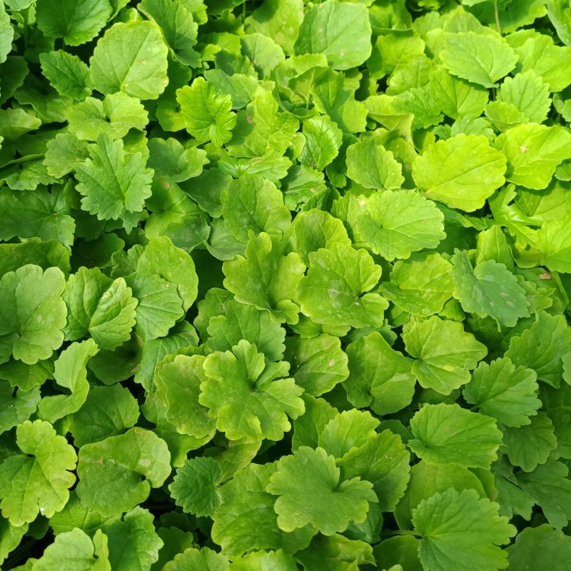 绿化三叶草营养杯苗绿色草坪幸运草多少钱
