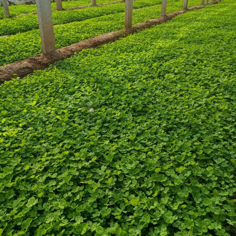 绿化三叶草营养杯苗绿色草坪幸运草多少钱