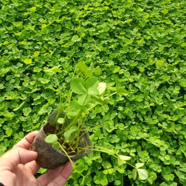 绿化三叶草营养杯苗绿色草坪幸运草多少钱