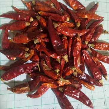 干辣椒