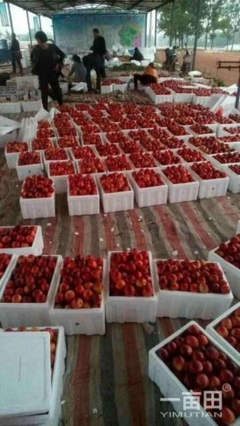 油桃，千亩大棚油桃看货谈价产地直供质量保证