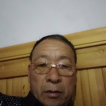 卫毛球，大叶黄杨球，小叶黄杨球，金叶女贞球，