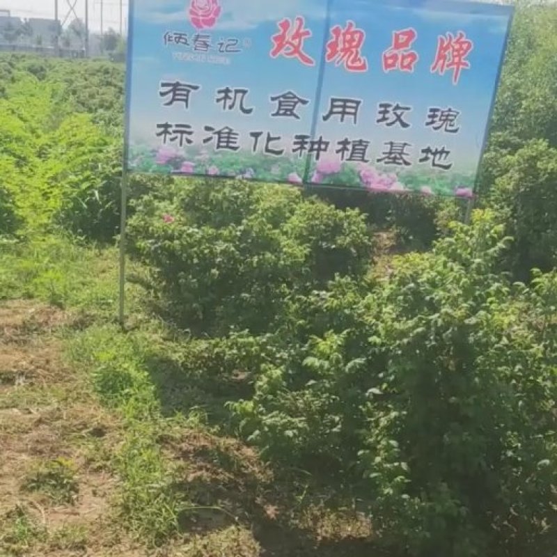 平阴食用玫瑰花苗木食用重瓣玫瑰