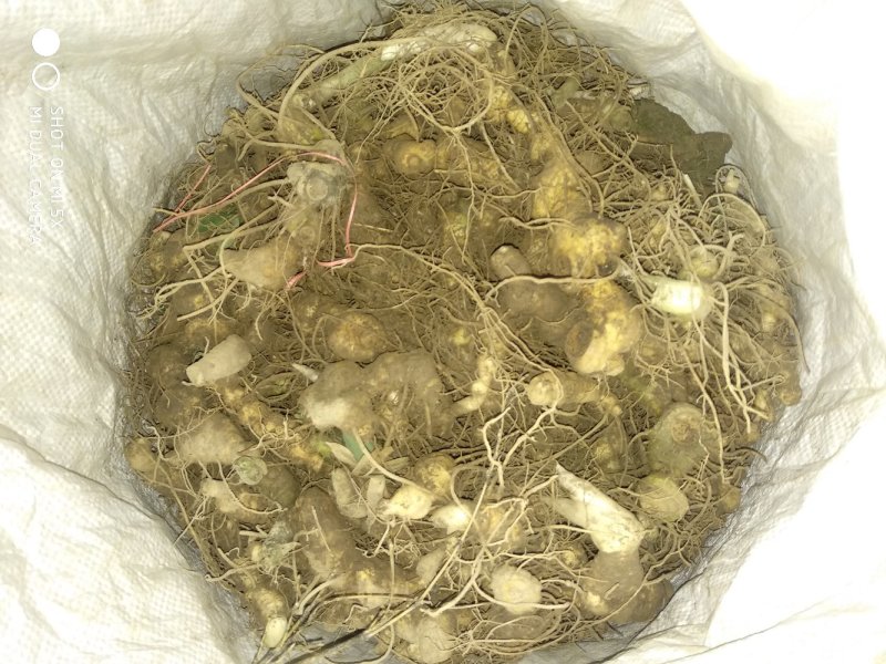 黄精