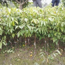 杨桃嫁接苗，它是甜杨桃，地苗杯苗都有。一年四季开花结果