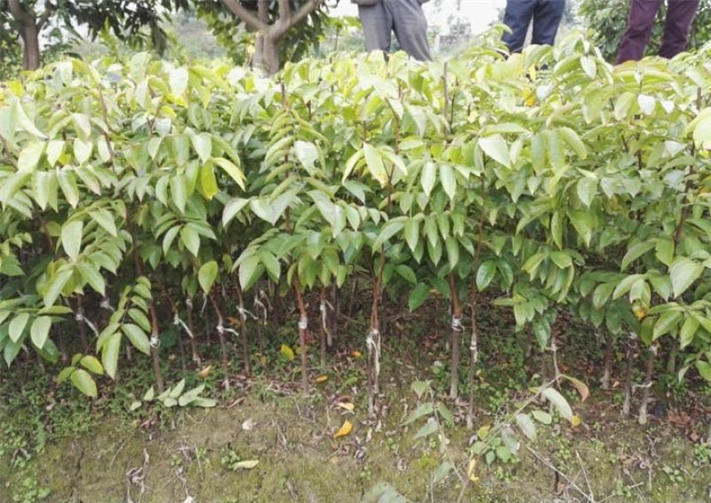 杨桃嫁接苗，它是甜杨桃，地苗杯苗都有。一年四季开花结果