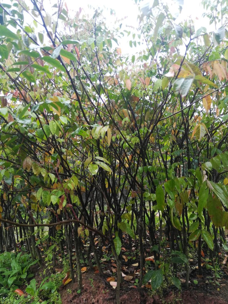 杨桃嫁接苗，它是甜杨桃，地苗杯苗都有。一年四季开花结果