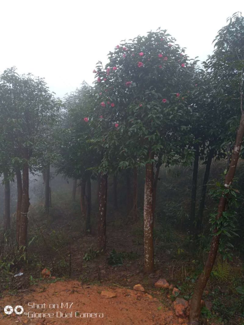 中科大果红花油茶苗25公分到七十公分各种规格裸根苗杯苗