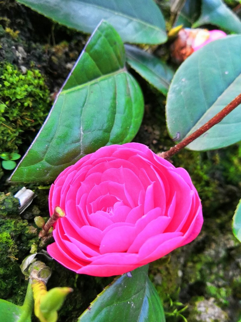 中科大果红花油茶苗25公分到七十公分各种规格裸根苗杯苗