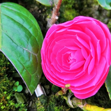 中科大果红花油茶苗25公分到七十公分各种规格裸根苗杯苗