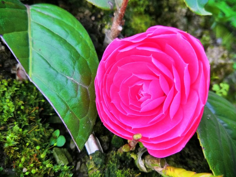 中科大果红花油茶苗25公分到七十公分各种规格裸根苗杯苗