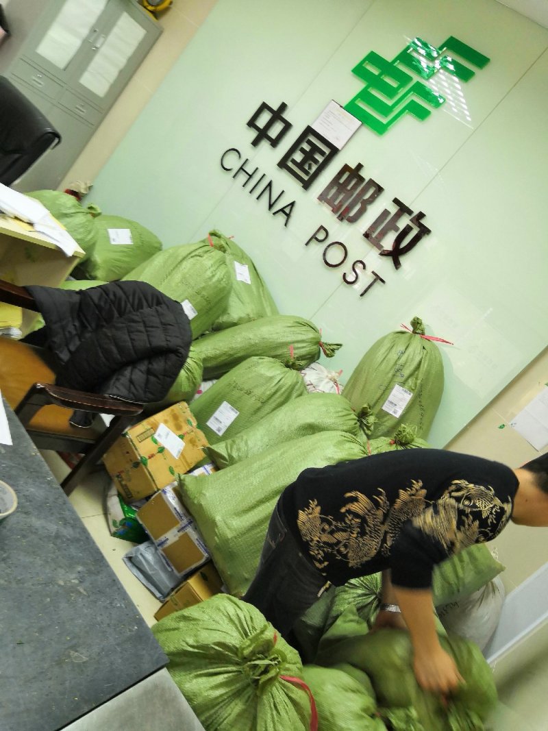 中科大果红花油茶苗25公分到七十公分各种规格裸根苗杯苗