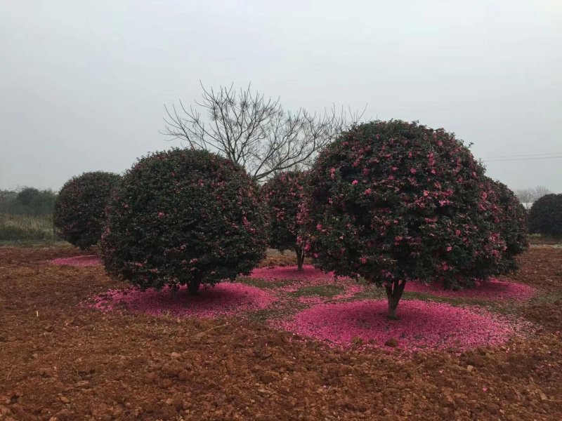 中科大果红花油茶苗25公分到七十公分各种规格裸根苗杯苗
