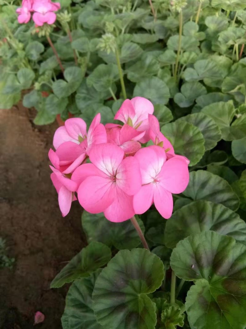 天竺葵