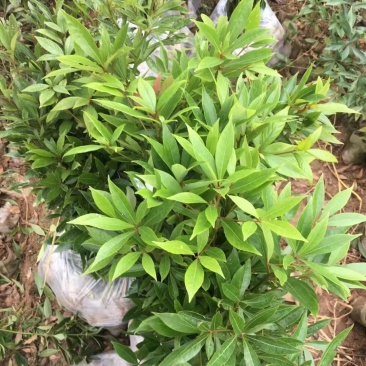小叶桢楠，无纺布袋装苗，耐运输成活率高，
