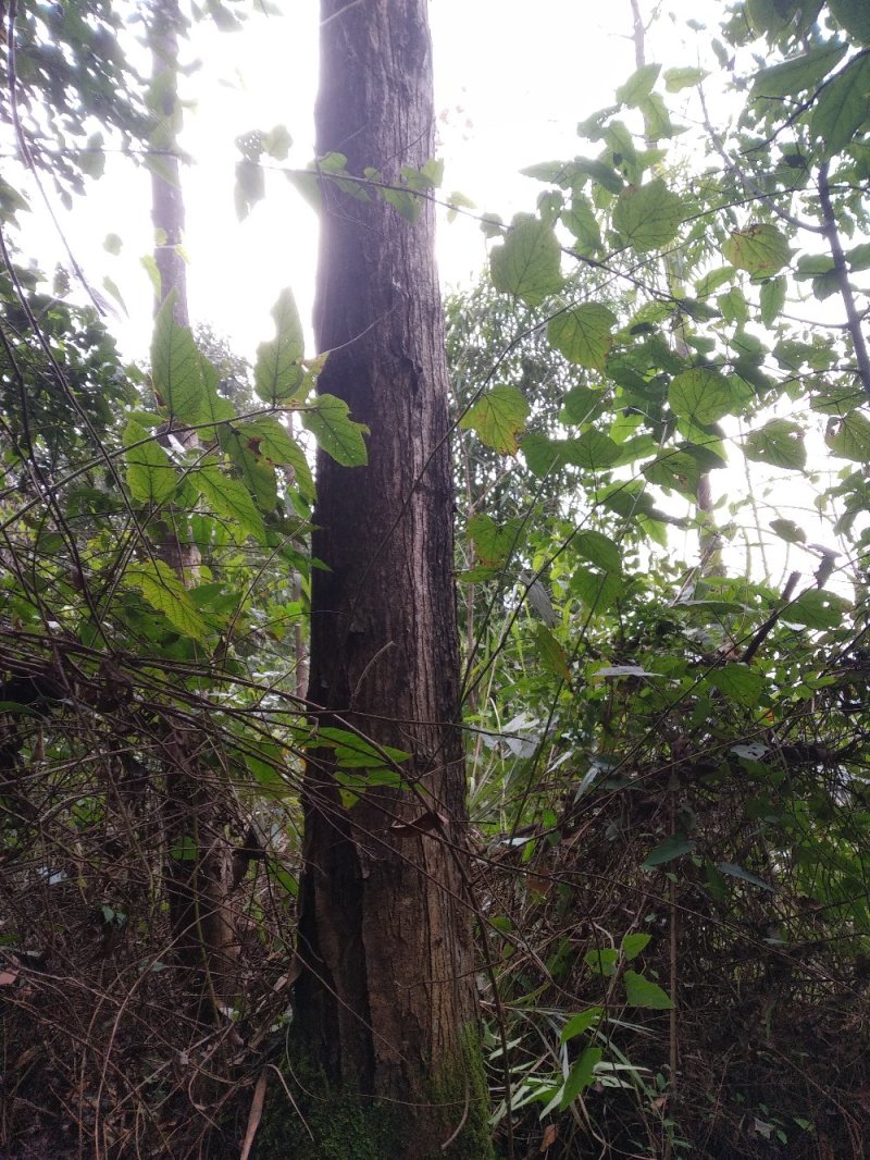 四川香椿树绿化树风景树母本园大量供货欢迎咨询