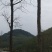 四川香椿树绿化树风景树母本园大量供货欢迎咨询