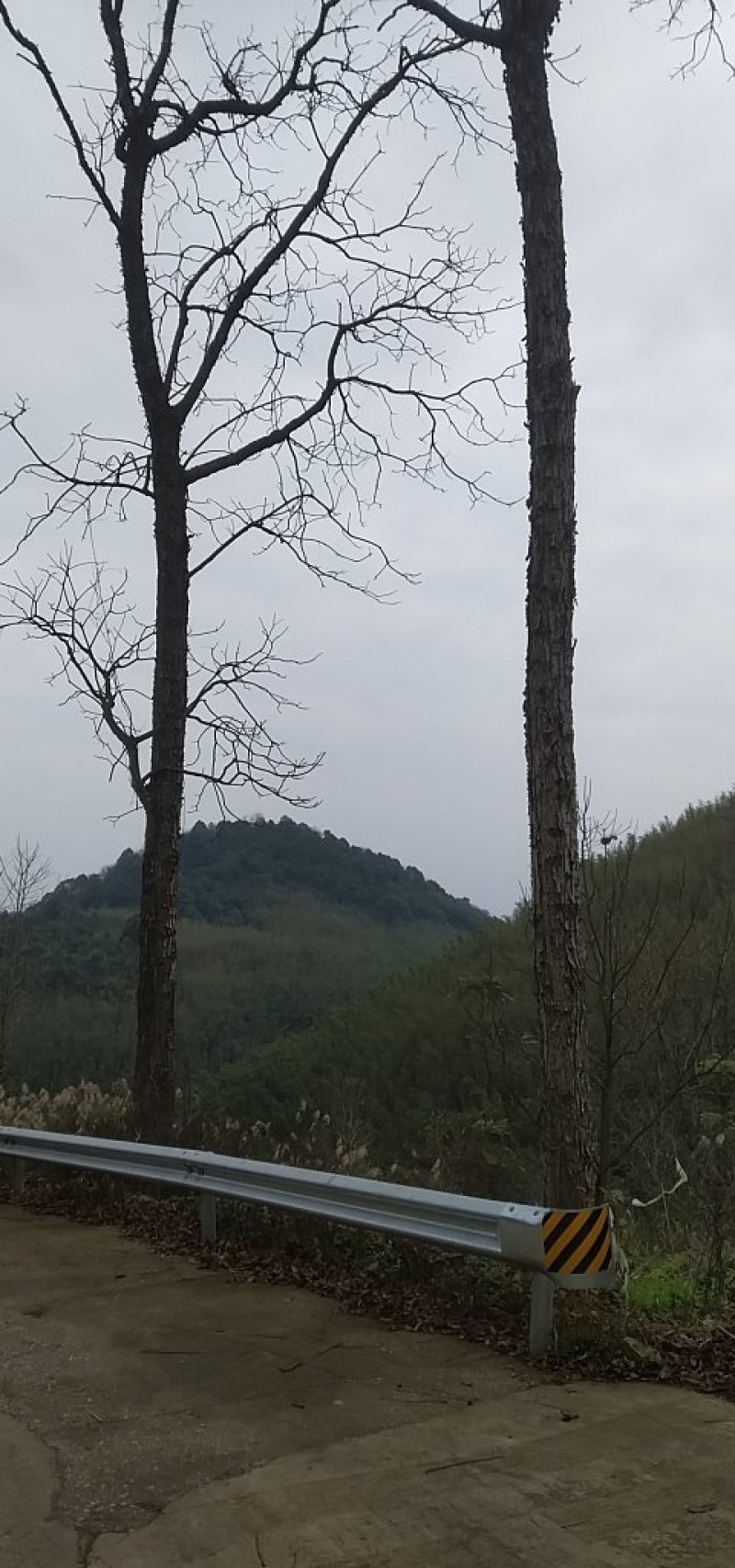 四川香椿树绿化树风景树母本园大量供货欢迎咨询