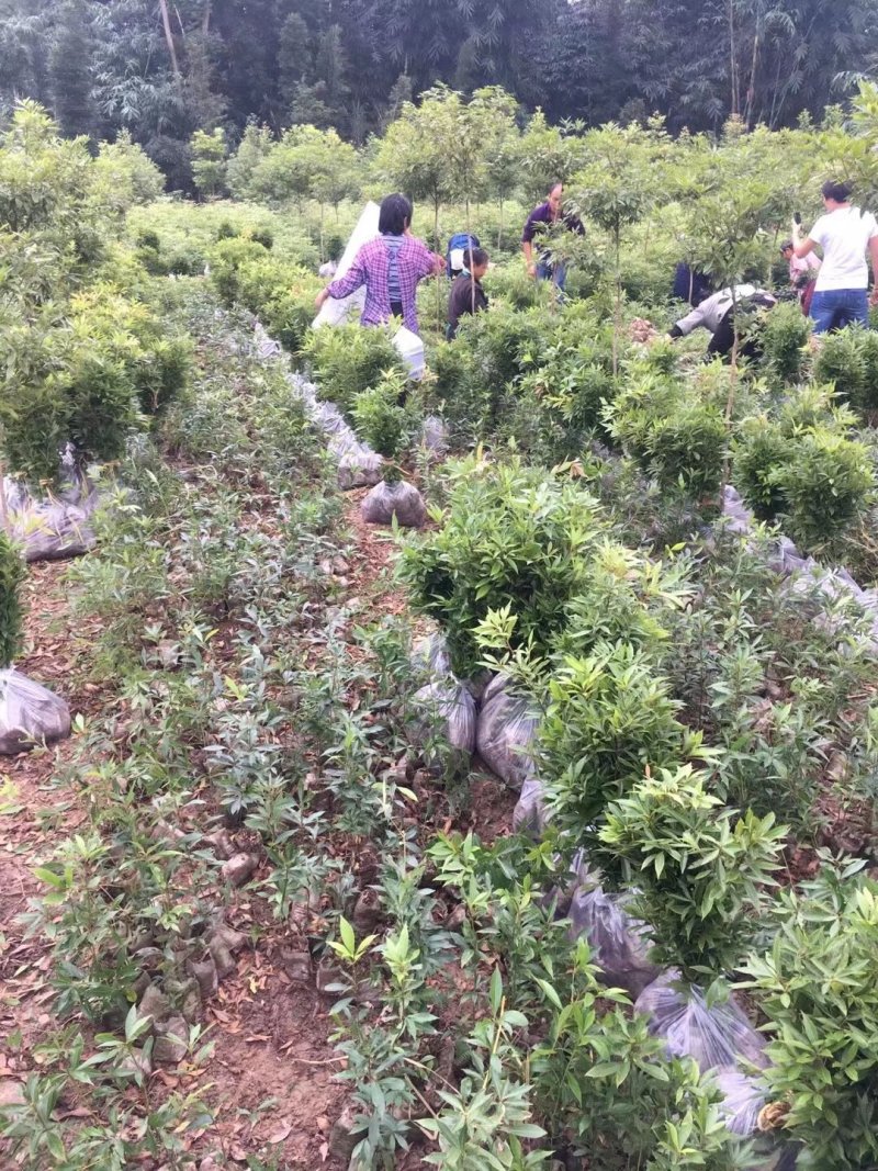 小叶桢楠，无纺布袋装苗，耐运输成活率高，