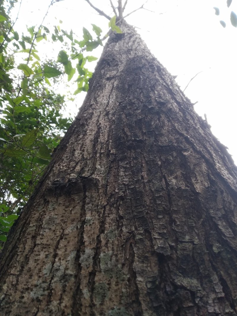 四川香椿树绿化树风景树母本园大量供货欢迎咨询