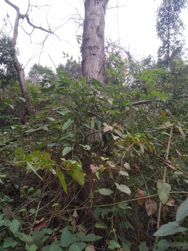 四川香椿树绿化树风景树母本园大量供货欢迎咨询