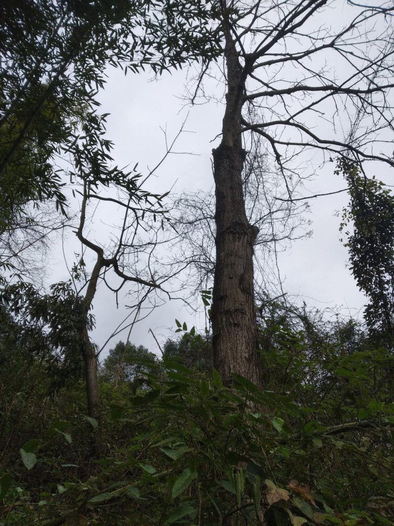 四川香椿树绿化树风景树母本园大量供货欢迎咨询