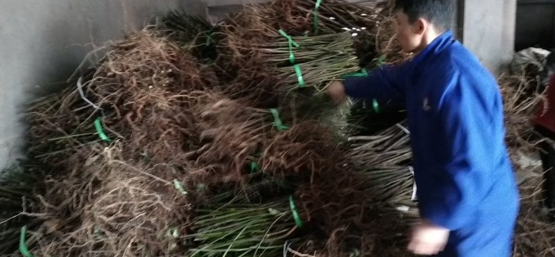 山胡椒苗，木姜子苗山胡椒树苗大量出售