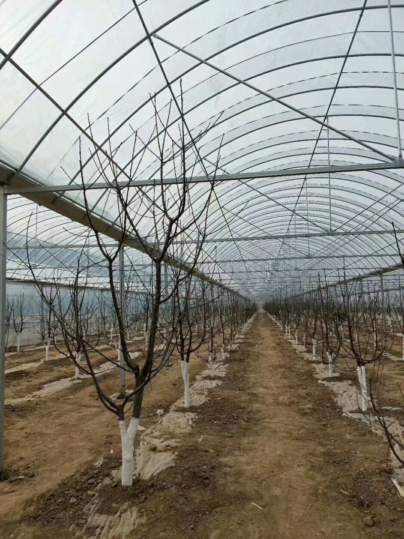 连体大棚，连栋大棚，尺寸任意定制