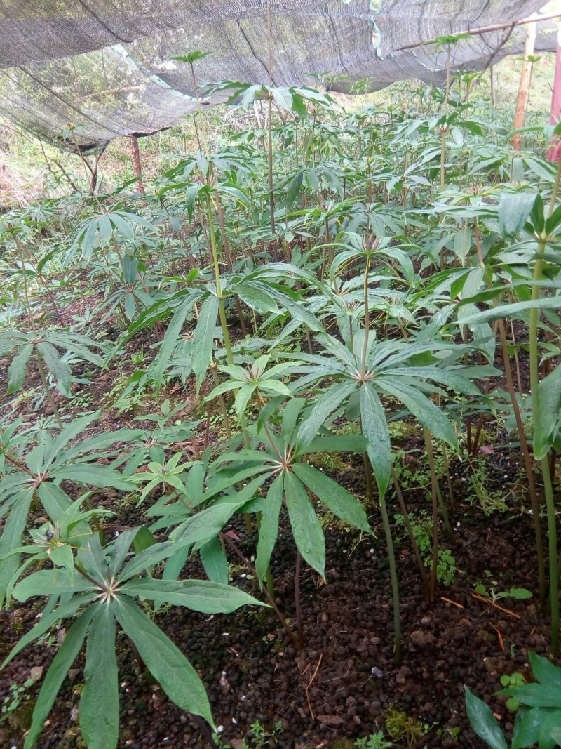 重楼统个