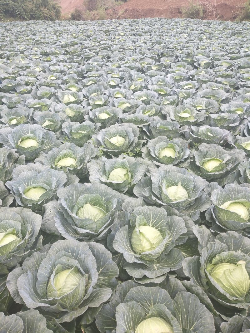 汉源连花白