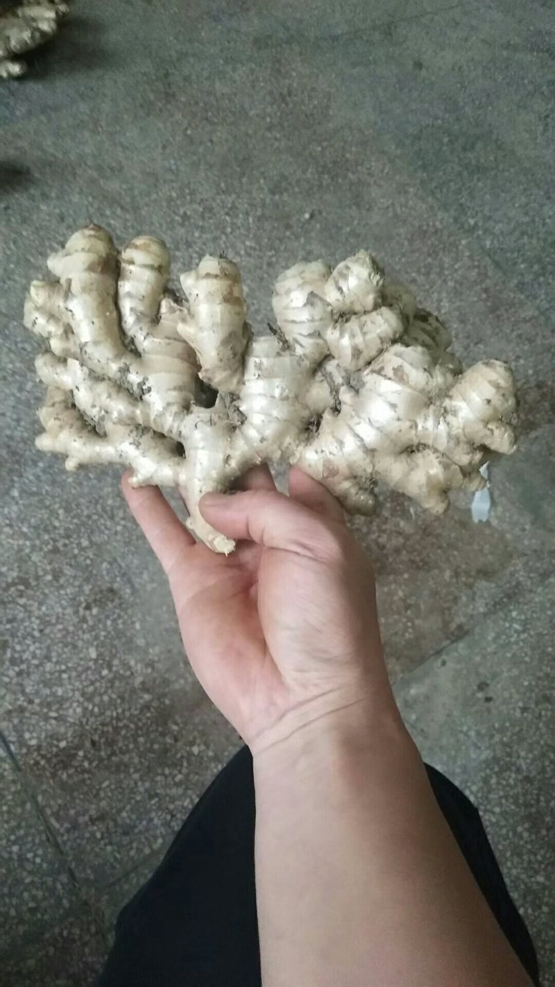 小黄姜