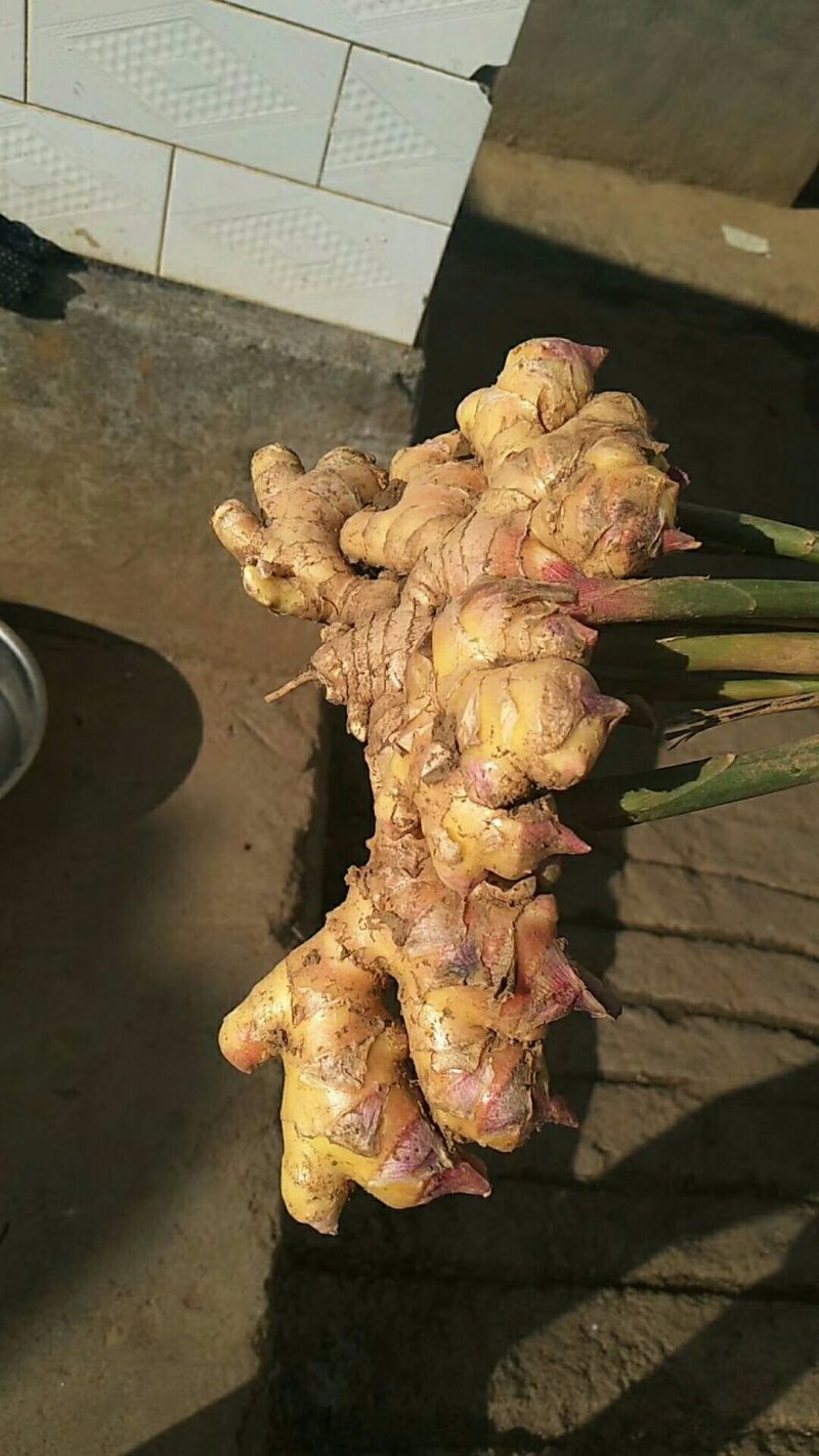 小黄姜